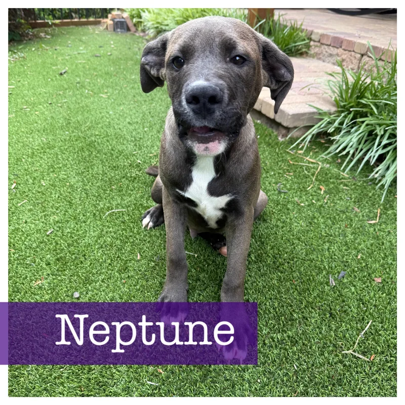 Neptune thumbnail 2