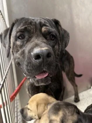 An adult large-sized female Cane Corso dog named Tarot for adoption in Atlanta, GA