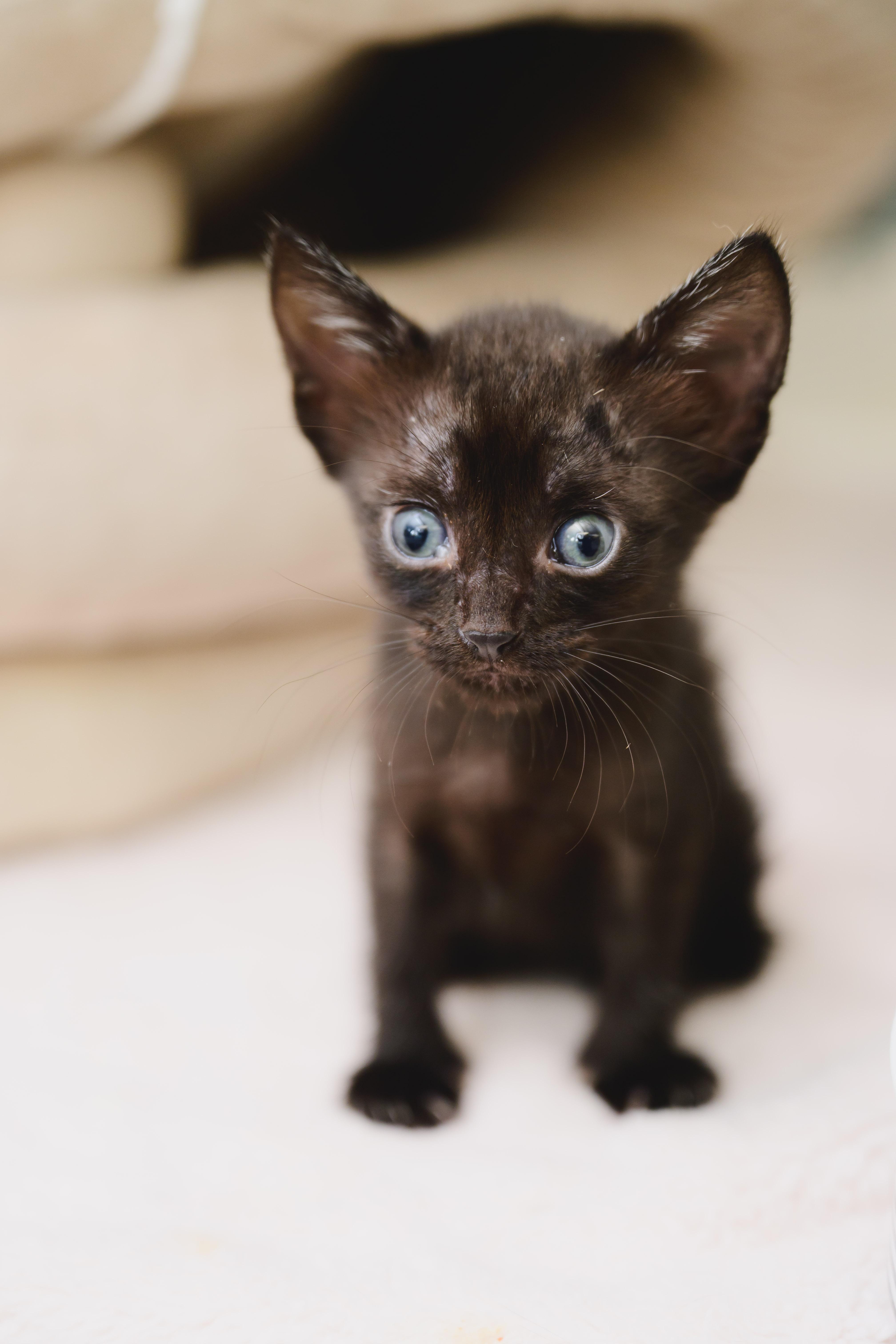 A baby small-sized female Domestic Short Hair cat named Sabrina for adoption in Honolulu, HI