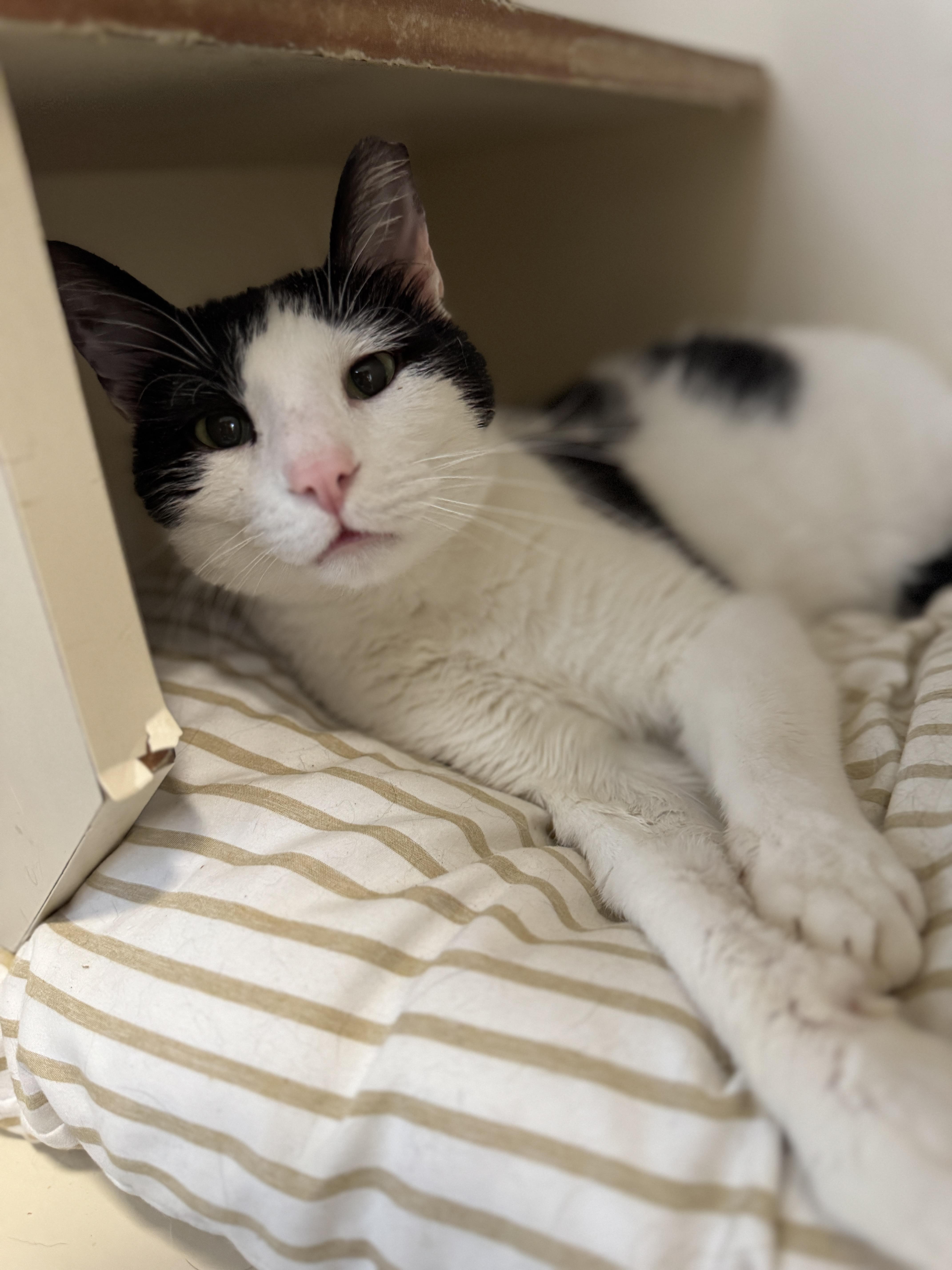 Romantic Romeo thumbnail 2