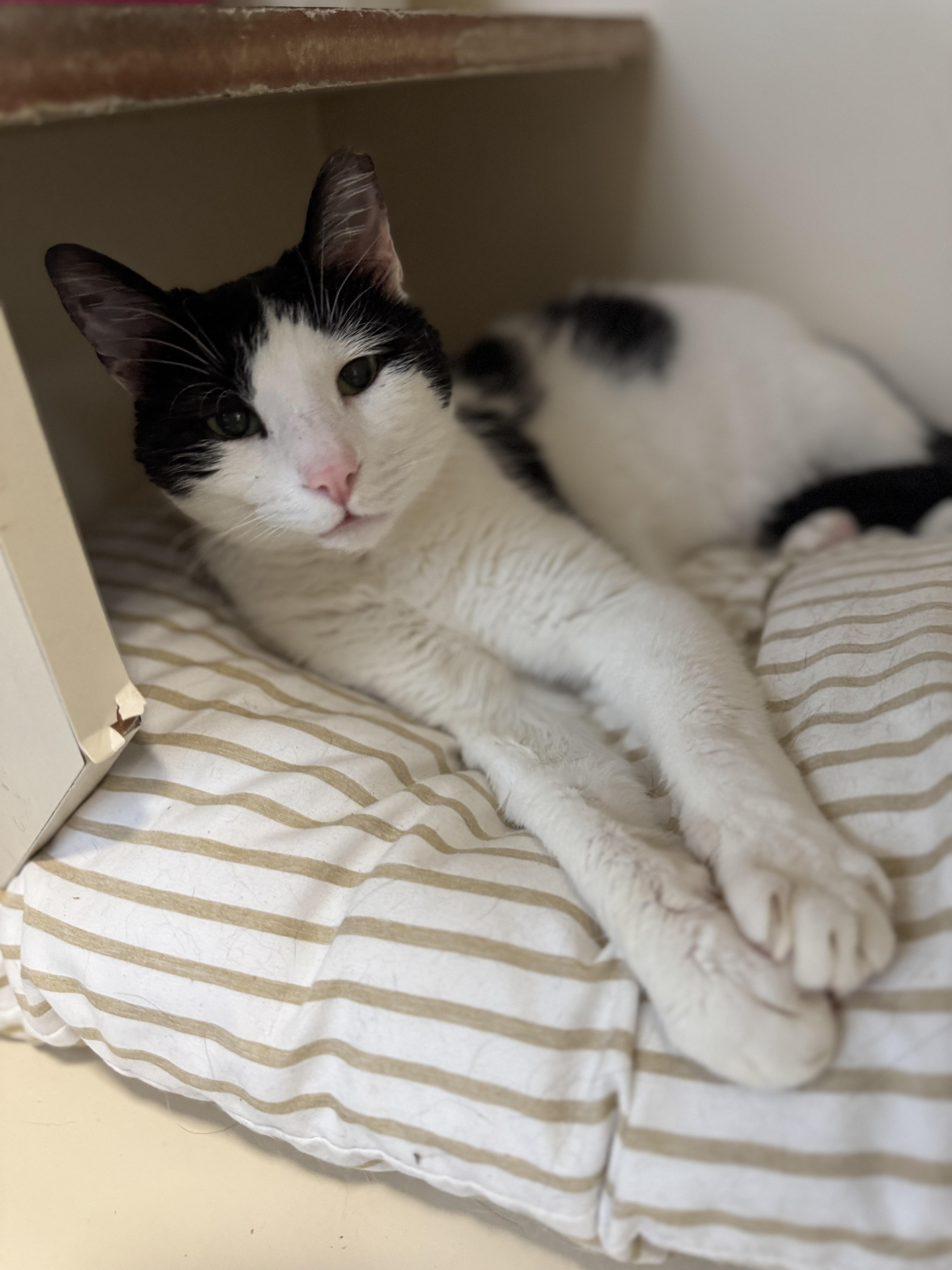An adult medium-sized male Black & White / Tuxedo Domestic Short Hair cat named Romantic Romeo for adoption in Mokena, IL