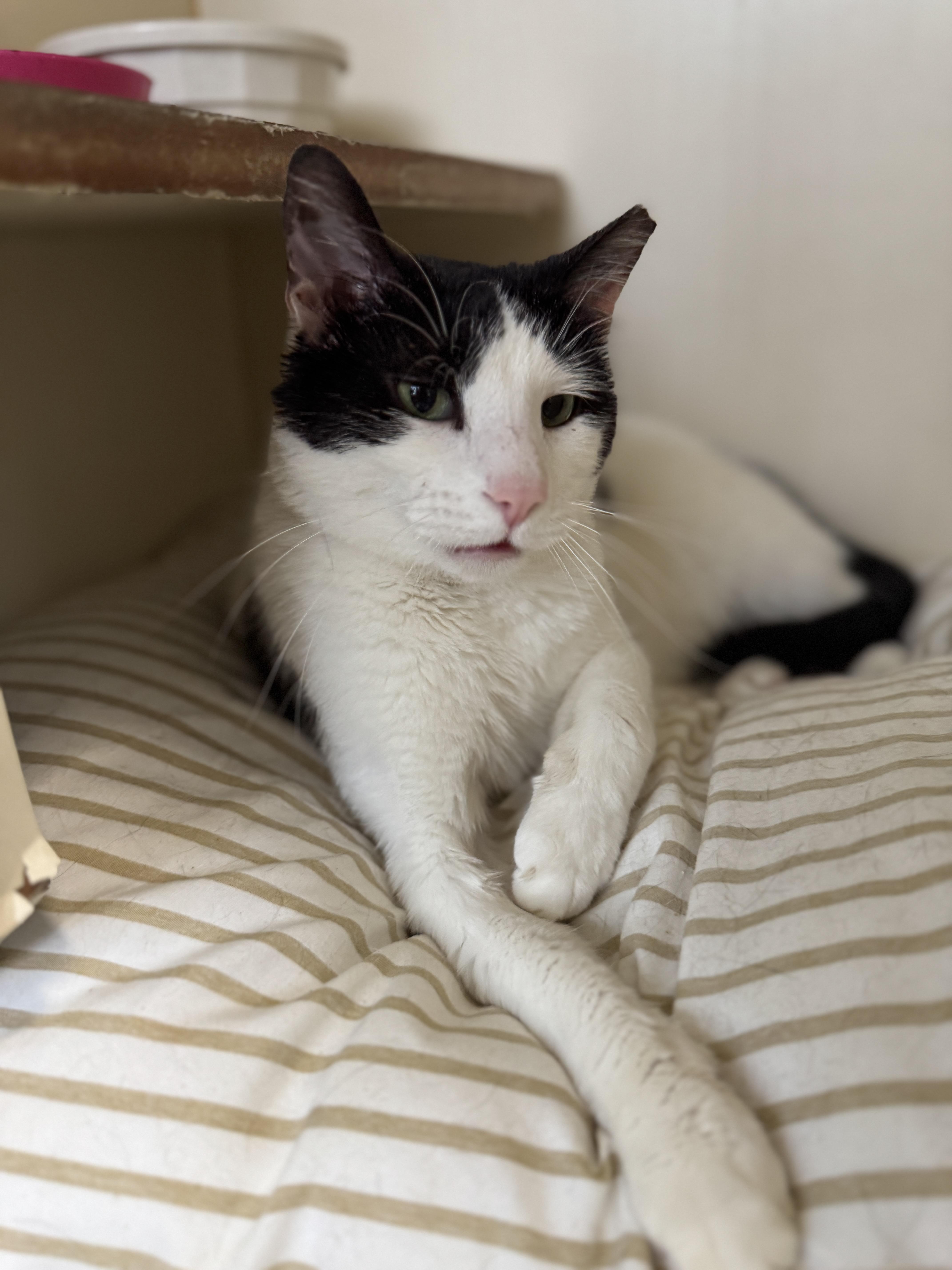 Romantic Romeo thumbnail 3