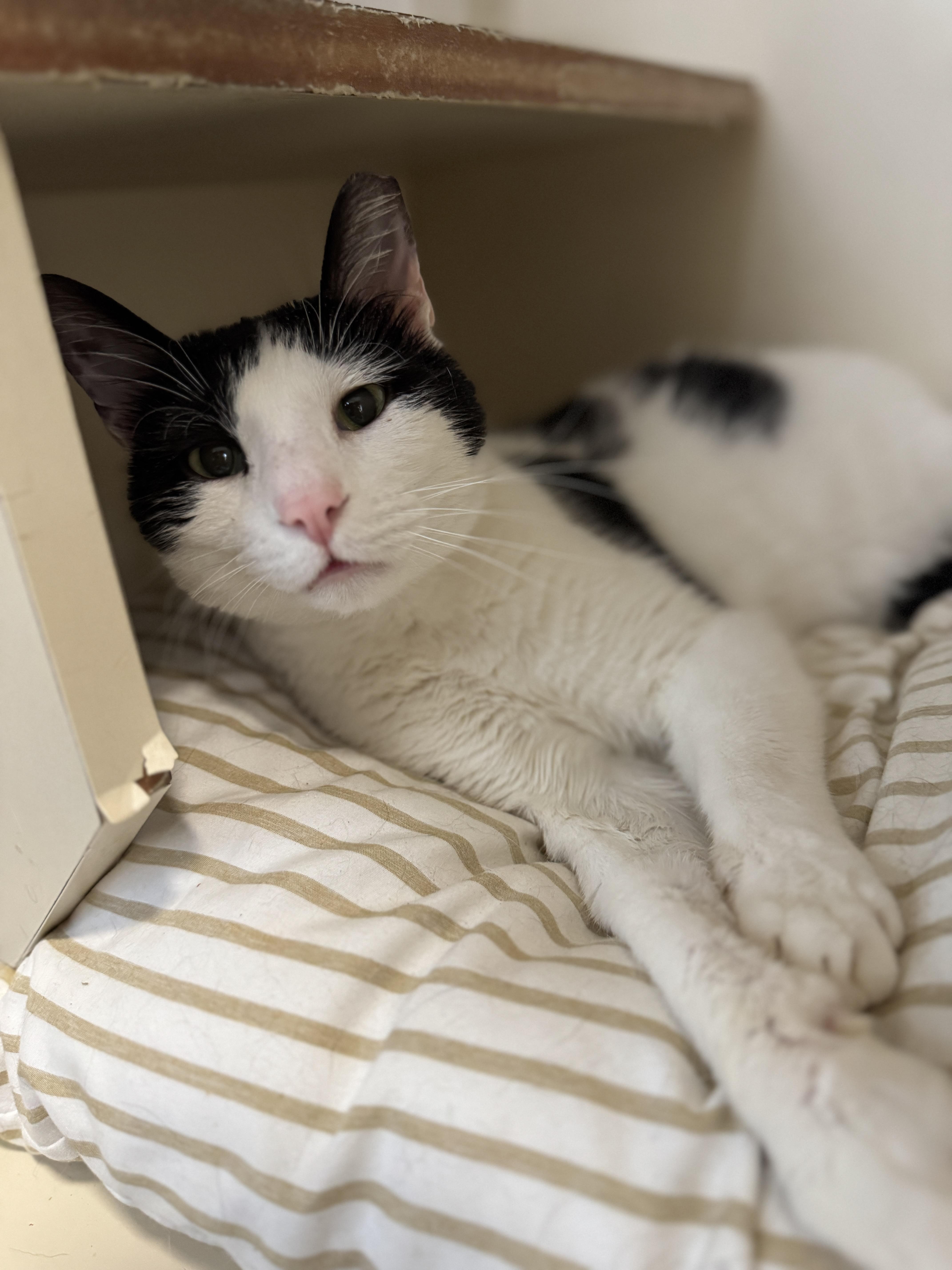 Romantic Romeo thumbnail 4