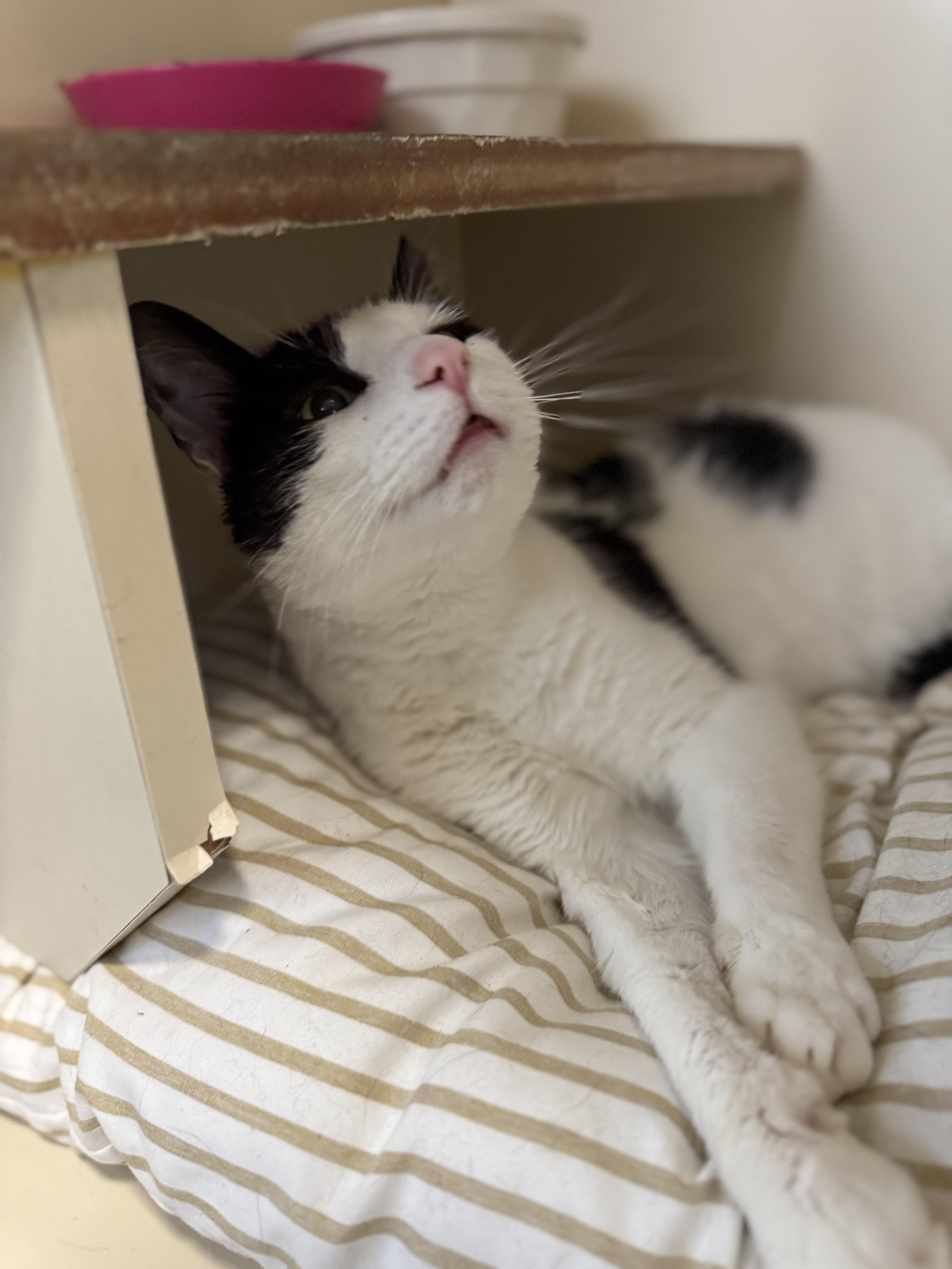 Romantic Romeo thumbnail 5