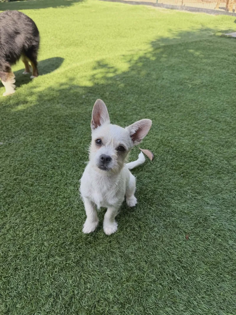 A young small-sized female Terrier dog named Cady for adoption in Sunnyvale, CA