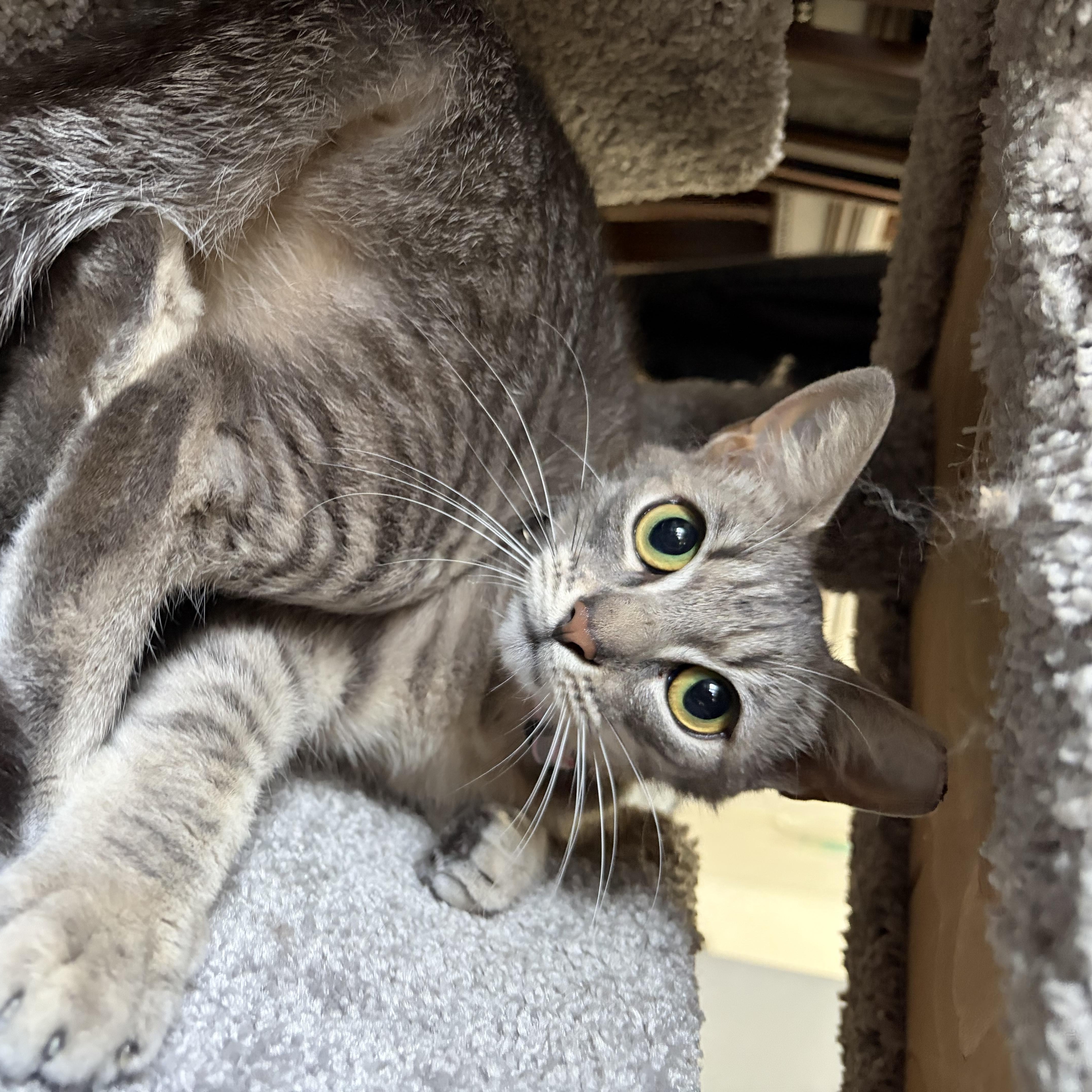 Miss Scouty Mcnibbles thumbnail 3