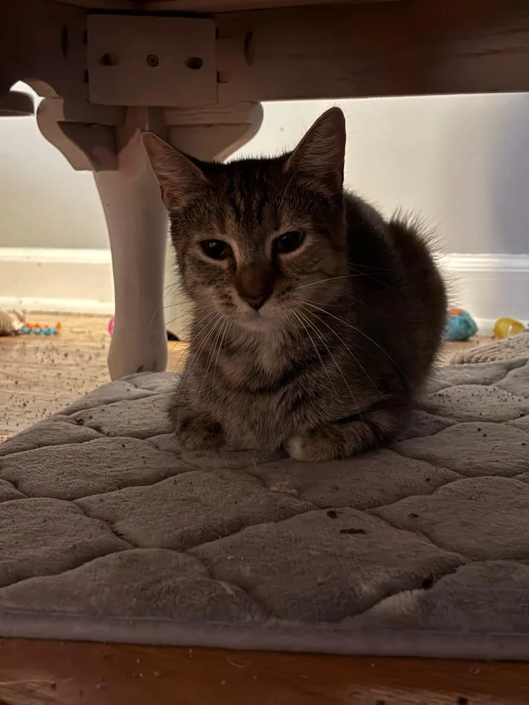 A young medium-sized female Domestic Short Hair cat named Julie Hill for adoption in Windsor, CT