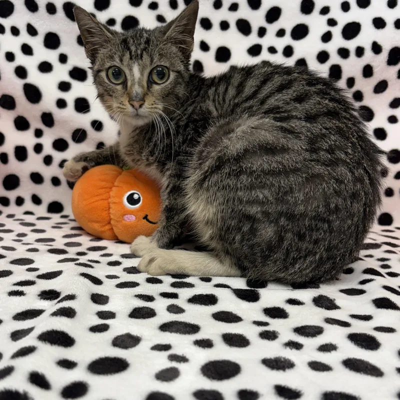 A baby medium-sized male Tabby (Brown / Chocolate) Domestic Short Hair cat named Sven for adoption in Valdosta, GA