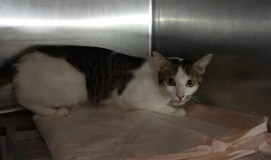 An adult large-sized female Domestic Short Hair cat named Mortishia for adoption in Los Angeles, CA
