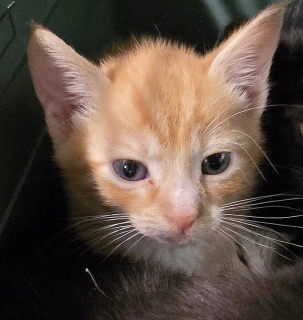 A baby small-sized male Orange / Red Domestic Short Hair cat named Pumpkin Spice for adoption in Tavares, FL