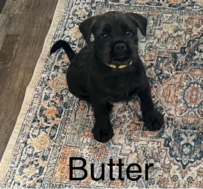 Butternut thumbnail 2