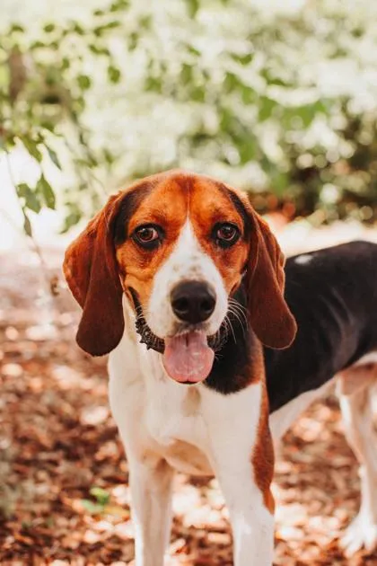An adult large-sized male Foxhound dog named a Greg for adoption in North Charleston, SC