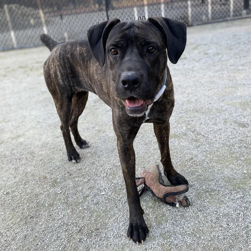 An adult large-sized female Brindle Cane Corso dog named Celeste for adoption in Philadelphia, PA