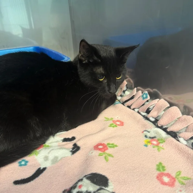 A young medium-sized female Black Domestic Short Hair cat named Poker for adoption in PITTSBURGH, PA