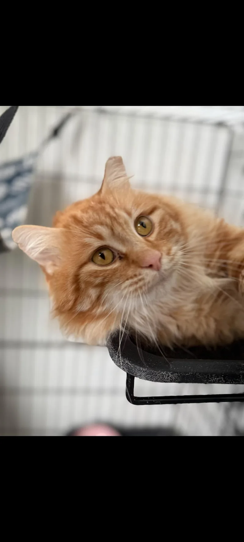 Firecracker thumbnail 2