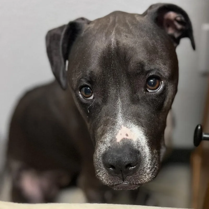 Daisymay thumbnail 2