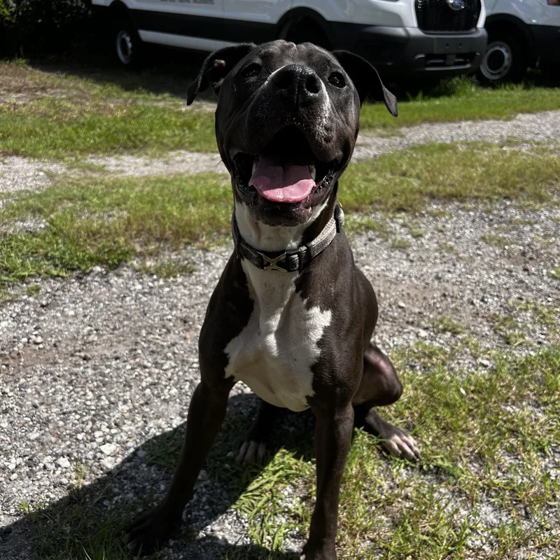 Daisymay thumbnail 3