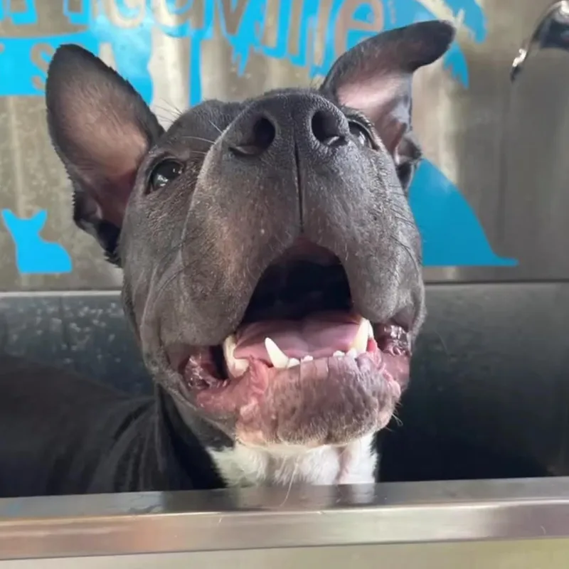 Daisymay thumbnail 4