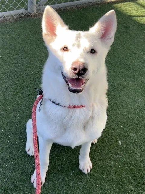 An adult medium-sized male Samoyed dog named Stitch for adoption in Chatsworth, CA