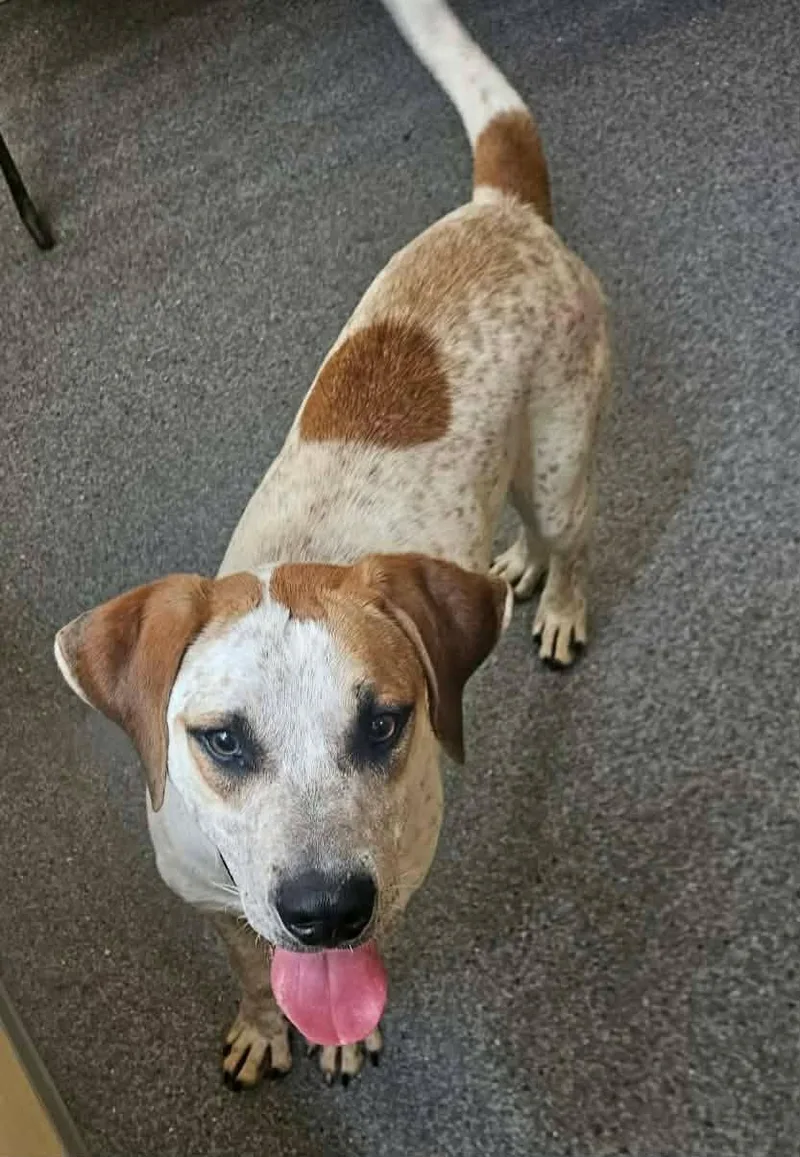 An adult medium-sized male Hound dog named Brownie for adoption in Covington, VA