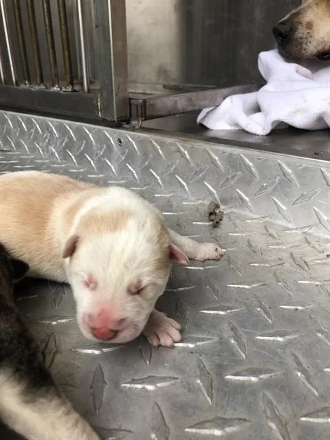 A baby large-sized male Mixed Breed dog named John for adoption in Dallas, TX