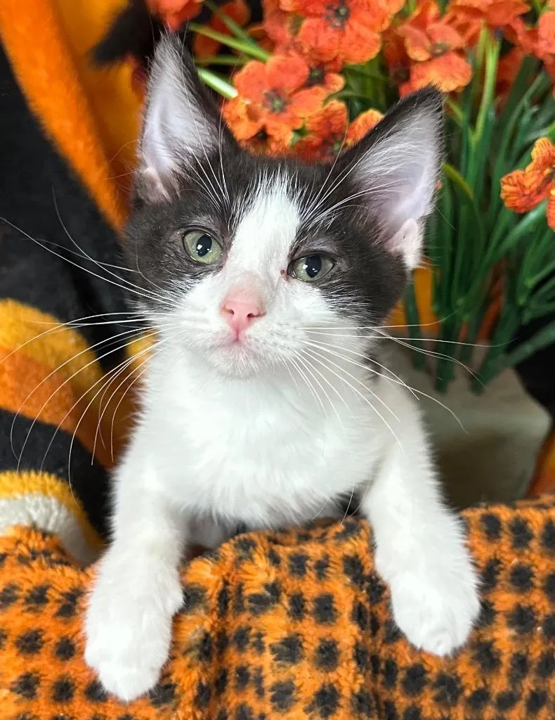 Kimi