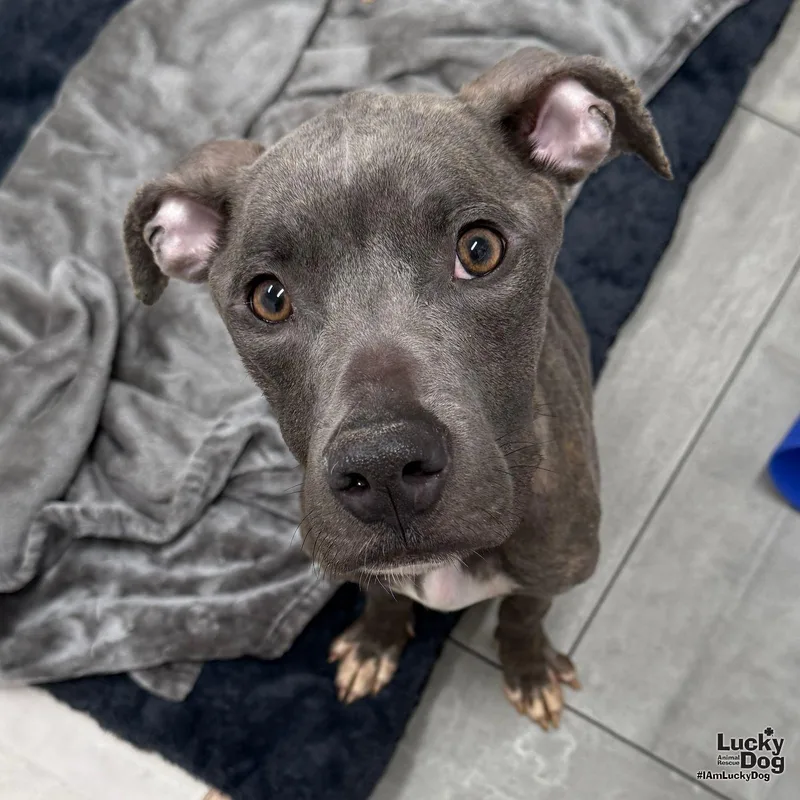 A young large-sized female Pit Bull Terrier dog named Princess Peach for adoption in Washington, DC