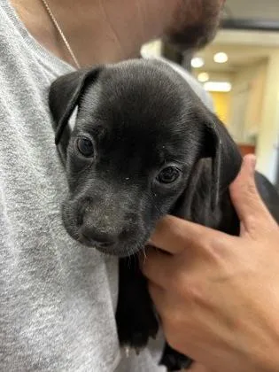 A young large-sized female Labrador Retriever dog named Penelope for adoption in Kansas City, MO