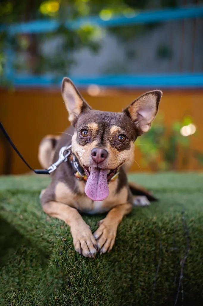 An adult small-sized female Chihuahua dog named Chocolata for adoption in Anacortes, WA