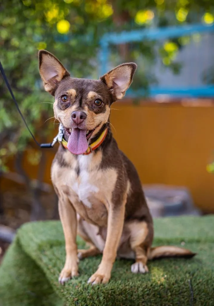 Chocolata thumbnail 2