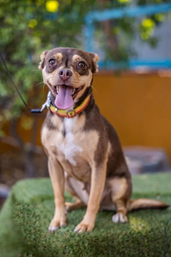 Chocolata thumbnail 3