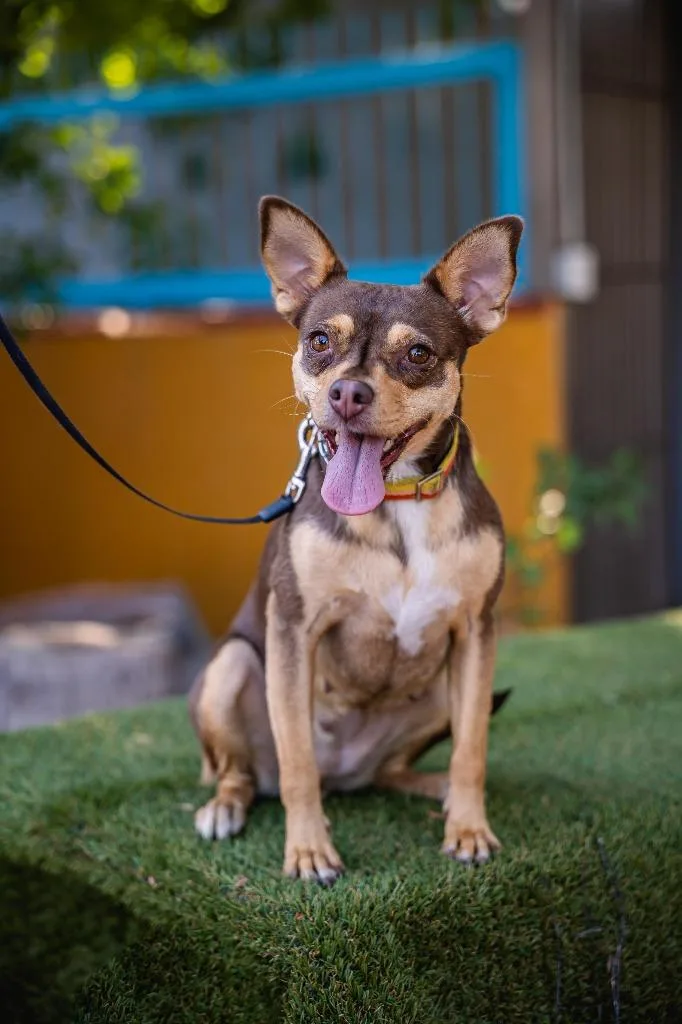 Chocolata thumbnail 4