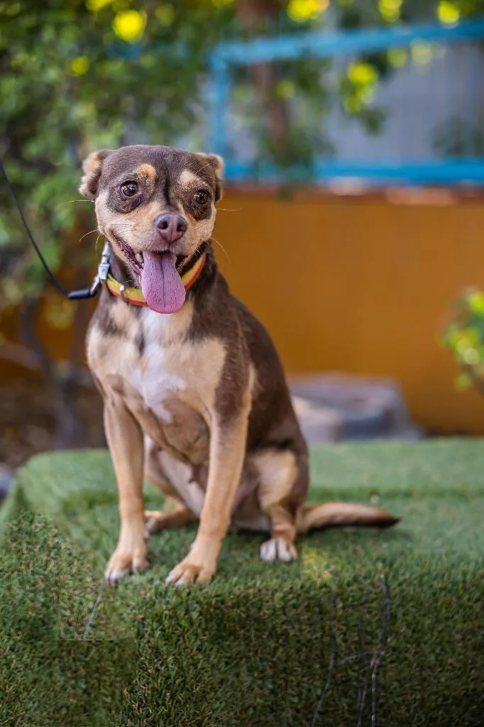 Chocolata thumbnail 5