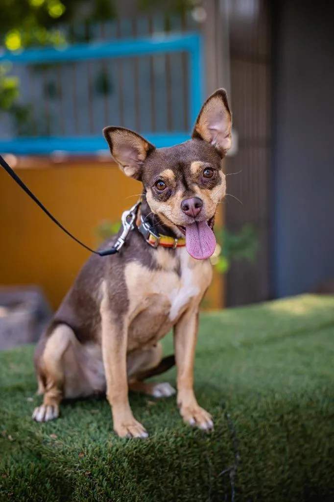 Chocolata thumbnail 6