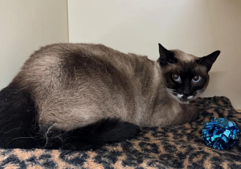 A young large-sized female Siamese cat named Aquaris for adoption in Hastings, MI