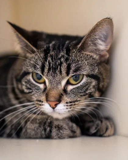 A young medium-sized female Domestic Short Hair cat named Moose for adoption in Pequot Lakes, MN