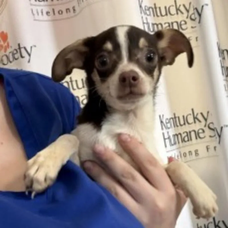 A baby small-sized male Yellow / Tan / Blond / Fawn Chihuahua dog named Toast for adoption in Springboro, OH