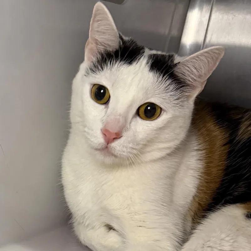 An adult small-sized female Domestic Short Hair cat named Zest for adoption in Los Angeles, CA