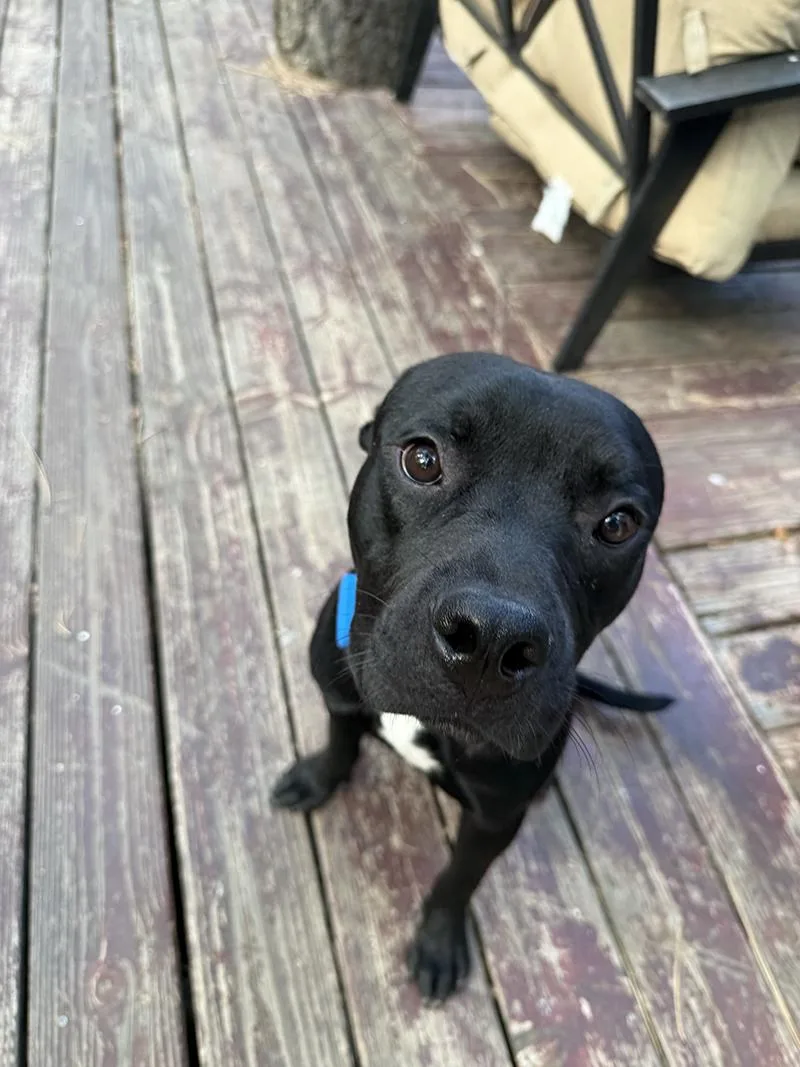 A young medium-sized male American Staffordshire Terrier dog named Cashmere for adoption in Los Angeles , CA