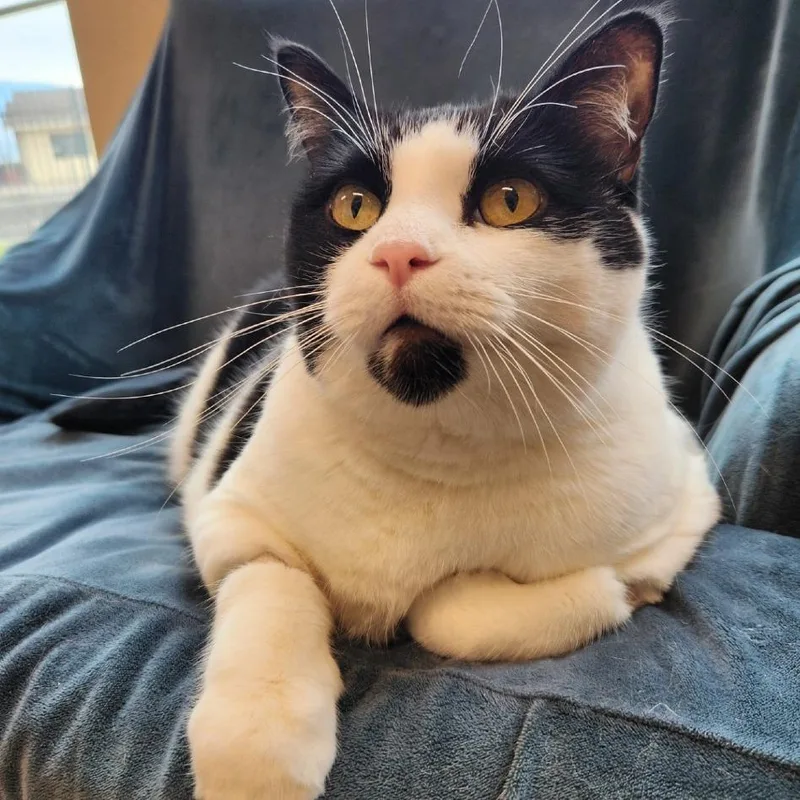 A senior extra large-sized female White Domestic Short Hair cat named Girlfriend for adoption in Reno, NV