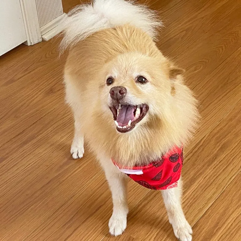 A senior small-sized male Pomeranian dog named Max for adoption in Flower Mound, TX