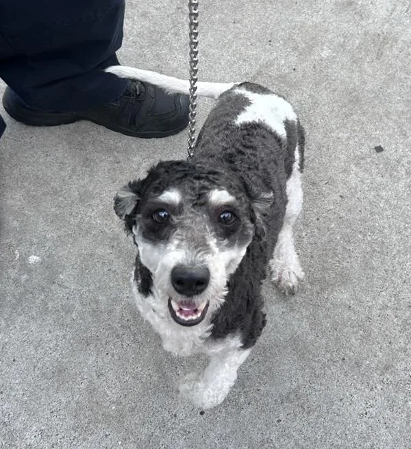 An adult small-sized male Mixed Breed dog named Peluche for adoption in New York, NY