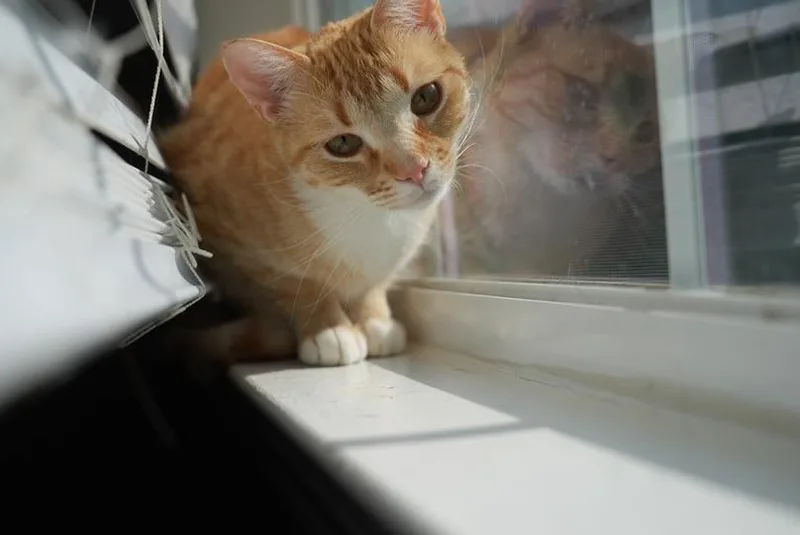 An adult medium-sized male Domestic Short Hair cat named Sampson for adoption in Pinson, AL