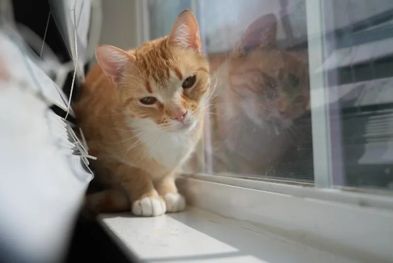 Sampson thumbnail 2