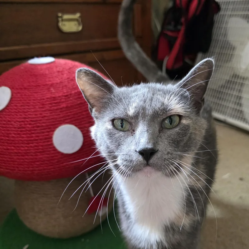 A young medium-sized female Dilute Tortoiseshell cat named Jello for adoption in Richmond, VA