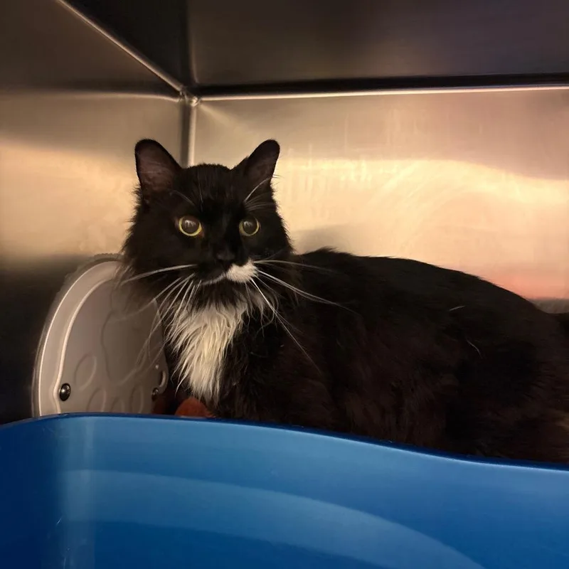 A senior medium-sized male Black Domestic Long Hair cat named Mojo for adoption in South Burlington, VT