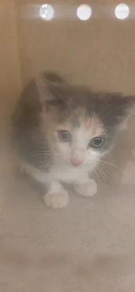 A baby small-sized female Domestic Short Hair cat named Cheep Cheep for adoption in Gastonia, NC