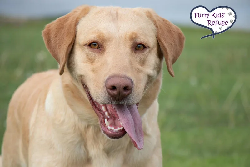 A young extra large-sized male Labrador Retriever dog named John Wayne : New for adoption in Lee's Summit, MO