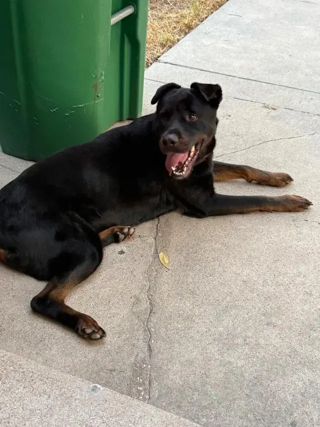 A young large-sized female Rottweiler dog named Laika for adoption in Polk, OH