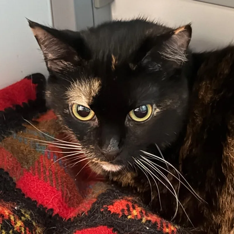 An adult medium-sized female Calico Domestic Short Hair cat named Opal for adoption in Troy, VA